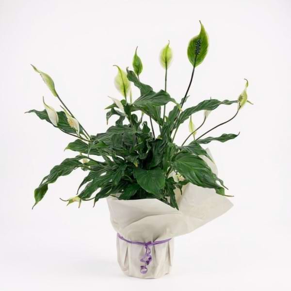 Potted Peace Lily Plant
