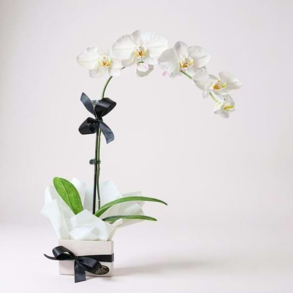 Potted Phalaenopsis orchid plant